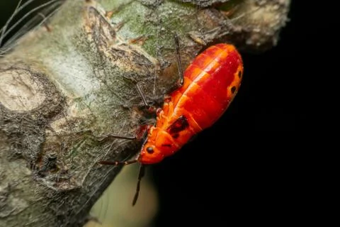 Red Shield Bug Macro Stock Photos