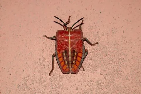 Red shield bug nymph rests on textured wall. Stock Photos