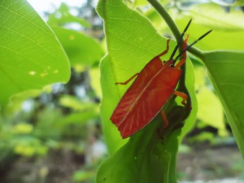 Red Shield Bug Stock Photos