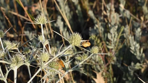 Red shield bugs Stock Footage 113545287