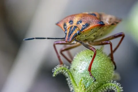 Red shieldbug Photos