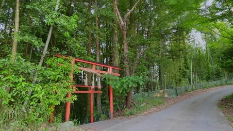 Red Shinto torii gate standing quietly by a mountain path surrounded by bamboo Vídeos de archivo 335257074