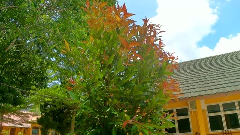 Red shoot plant Stock Footage 240069899