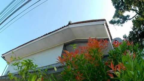 Red shoot plants swaying in the wind Video stock 242661979