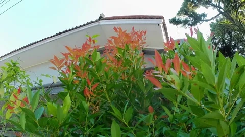 Red shoot plants swaying in the wind 스톡 동영상 242662841