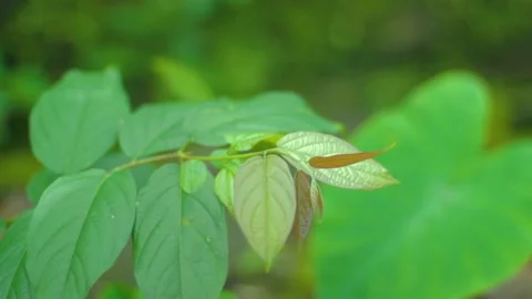 Red shoots With Close Up Bokeh Stock Footage 235652065
