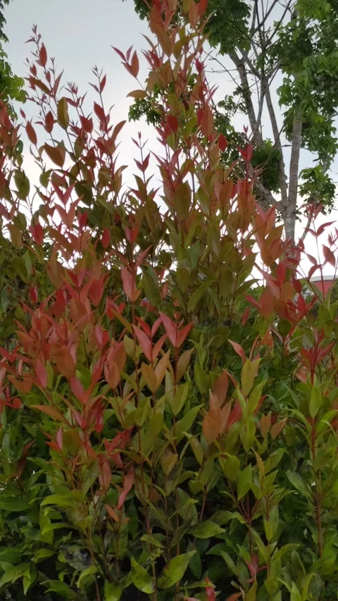 Red shoots swaying in the wind Stock Footage 204960024