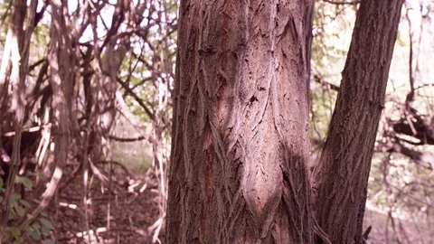 A red shot of a tree Stock Footage 119105122