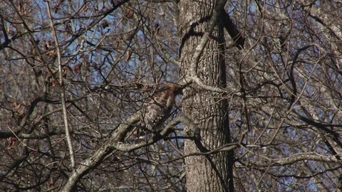 Red shoulder hawk fly off 動画素材 72873850