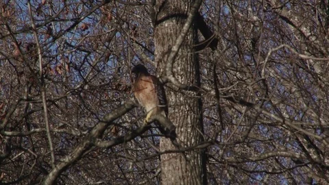Red shoulder hawk grooming feathers 動画素材 72874052