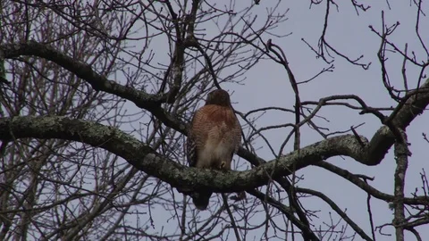 Red shoulder hawk in tree 2 動画素材 72874081