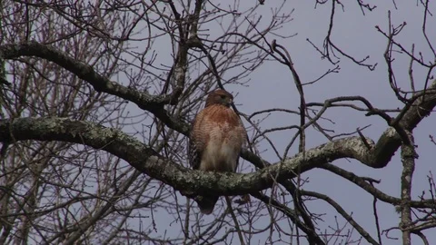 Red shoulder hawk in tree 動画素材 72874307