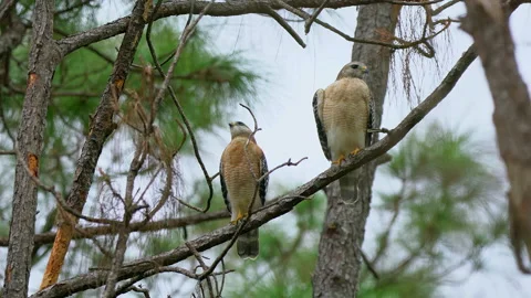  Red Shoulder Hawks Stock Footage 162997060