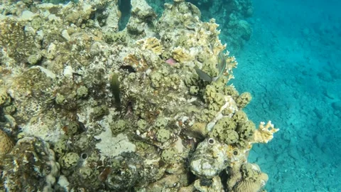 Red Shoulder Wrasse exploring underwater fish marine life scuba diving Red Sea  動画素材 251700569