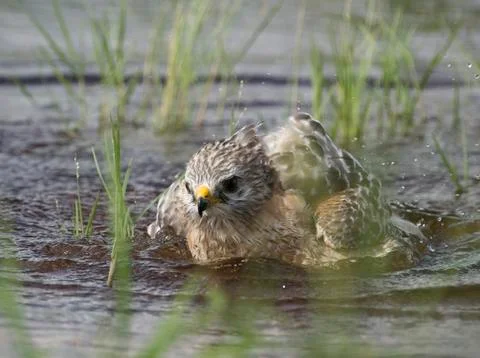 Red shouldered hawk bathing Stock Photos