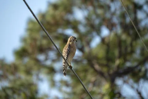The red-shouldered hawk bird perching on electric cable looking for prey to hunt Stock Photos