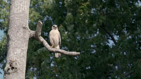 A red shouldered hawk bird of prey flies off a tree branch near Orlando Florida Video stock 127868198
