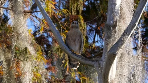 Red-shouldered Hawk (Buteo lineatus) Stock Footage 59441173