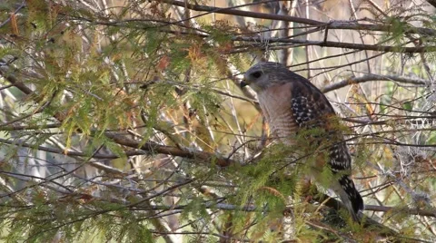 Red-Shouldered Hawk (Buteo Lineatus) Perched on Branch in Florida Before Flyi Stock Footage 60032237