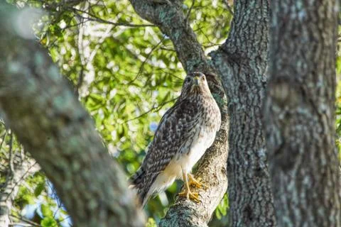 Red-shouldered Hawk Buteo lineatus in a tree in Windermere Florida camouflaged 스톡 사진