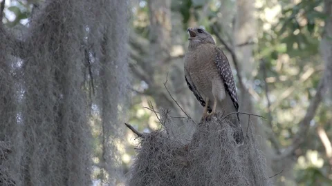 Red-shouldered hawk calls for mate in the shade of oak trees in Orlando Florida Stock Footage 127383581