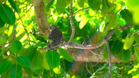 Red Shouldered Hawk Cleaning Feathers- Stock Footage 78655285