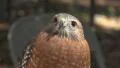 Red Shouldered Hawk Close Up 4k or 4k+ Resolution
