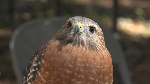 Red Shouldered Hawk Close Up Video stock 46705427