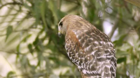 Red Shouldered Hawk Close Up (HD) Stock-Footage 11194078