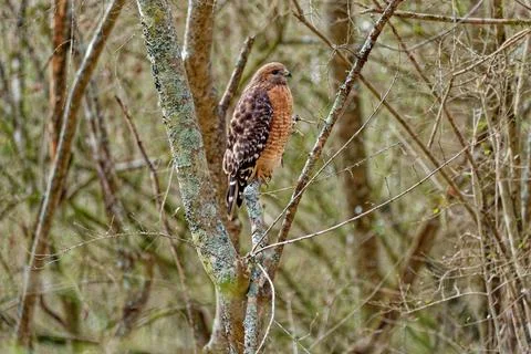 Red-shouldered hawk closeup Stock Photos