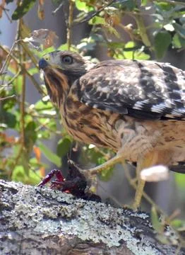 A red-shouldered hawk with a crayfish Stock Photos