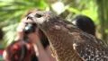 Red Shouldered Hawk In Crowd Face And Head 4k or 4k+ Resolution