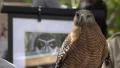 Red Shouldered Hawk In Crowd Of People At Festival 4k or 4k+ Resolution