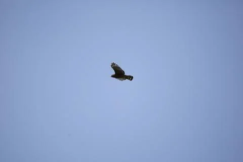 Red-Shouldered Hawk in Flight Stock Photos
