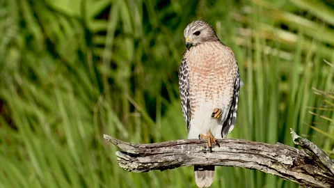 Red Shouldered Hawk in Florida Stock Footage 147514126
