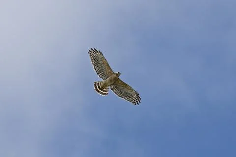 A red shouldered hawk flying in the sky seen from below Stock Photos