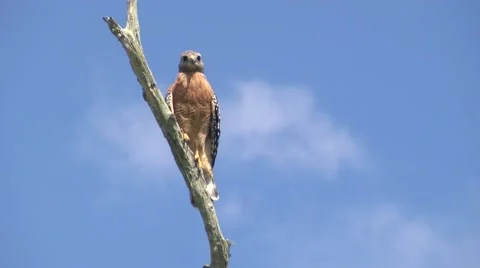 Red-shouldered Hawk Video stock 42678642