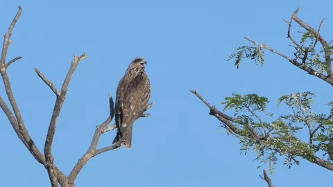 Red-Shouldered Hawk. 库存影片 118894938