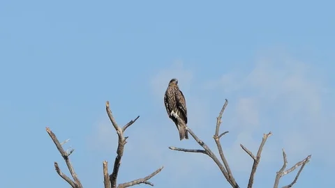 Red-Shouldered Hawk. 库存影片 118895667