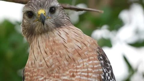 Red-shouldered Hawk Stock Footage 147296807