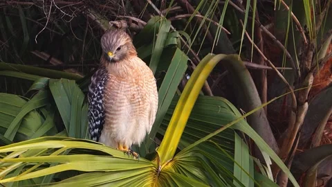 Red-shouldered Hawk Stock Footage 222351755