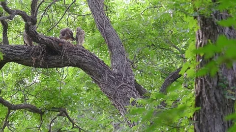 Red-shouldered hawk Stock Footage 316224356