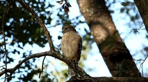 Red-shouldered Hawk front 4504 스톡 동영상 621801