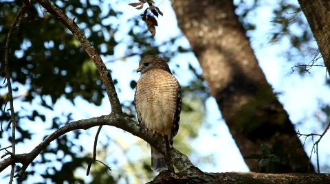 Red-shouldered Hawk front head turn 4503 스톡 동영상 621751