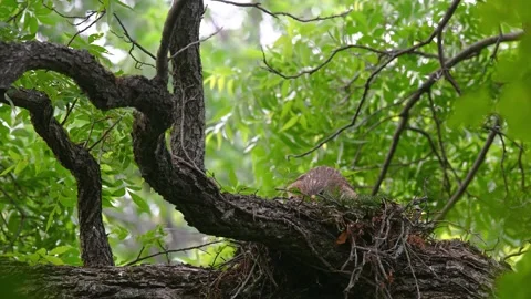 Red-shouldered hawk on its nest Stock Footage 316680218