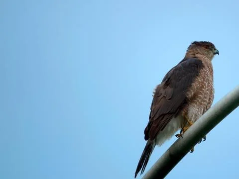 Red Shouldered Hawk on Lamp Post Stock Photos