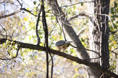 Red-Shouldered Hawk Looking Out Stock Photos