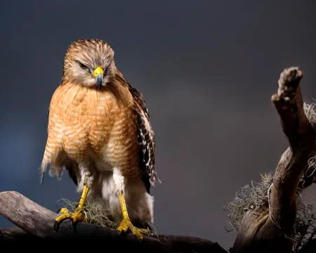 Red-shouldered Hawk on a Perch at Dawn Stock Photos