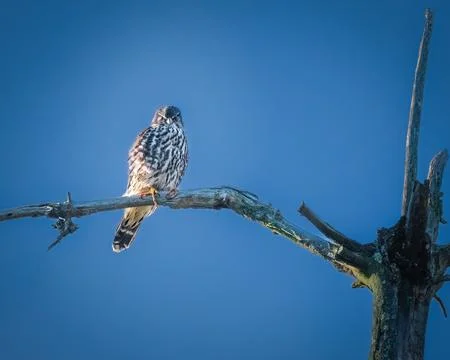 Red-shouldered Hawk perched on a bare tree branch 스톡 사진
