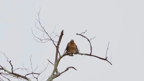 Red-shouldered hawk perched on a branch in the rain, looking around and Stock Footage 121029703